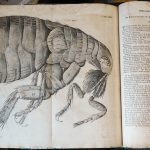 Hooke. Micrographia. Agrandissement d’une puce sous microscope.